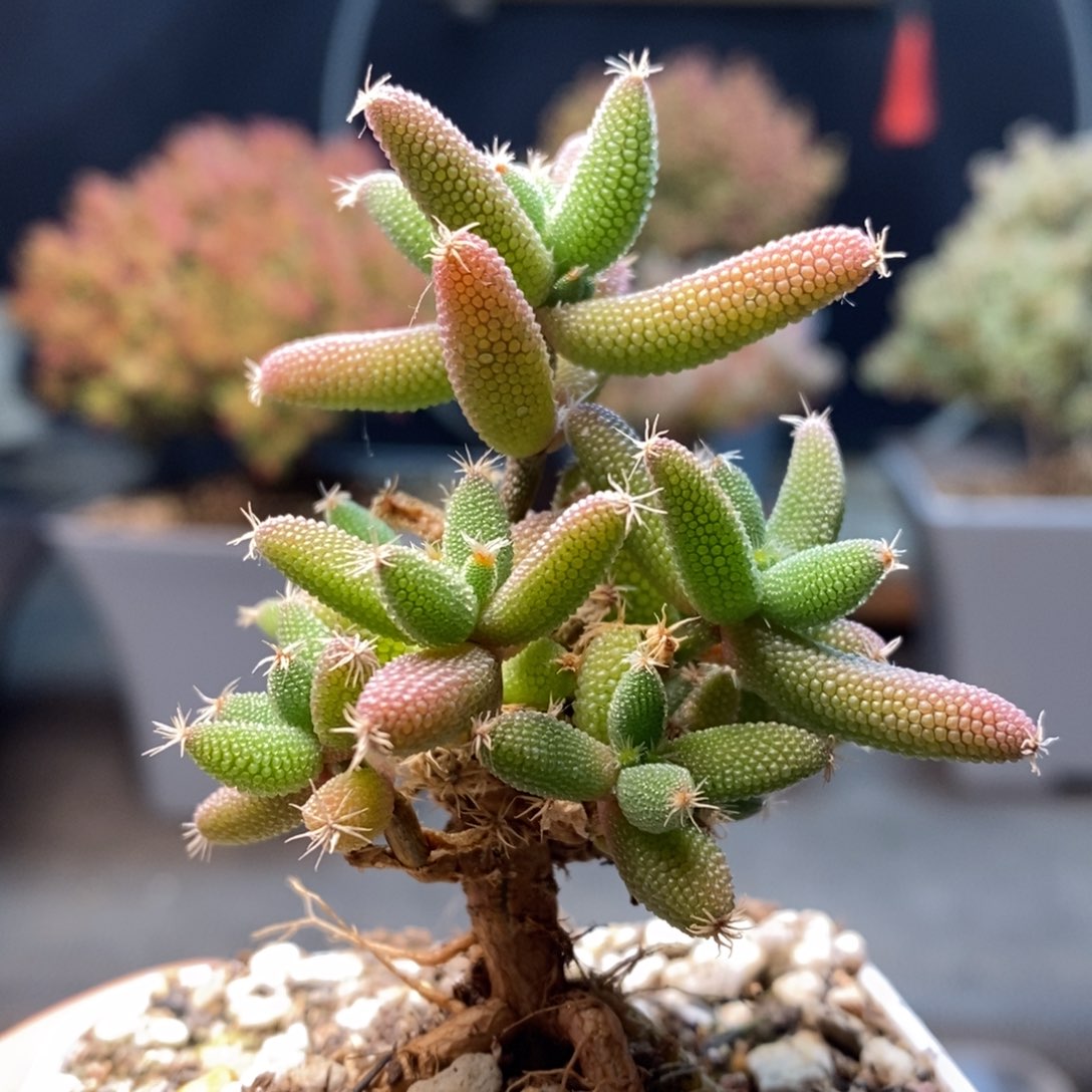 576玉米，年后发货