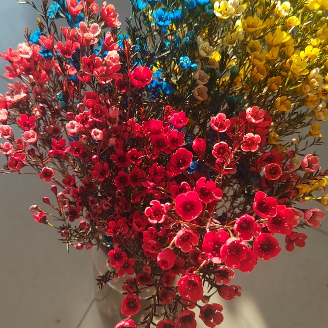 年宵花澳洲腊梅