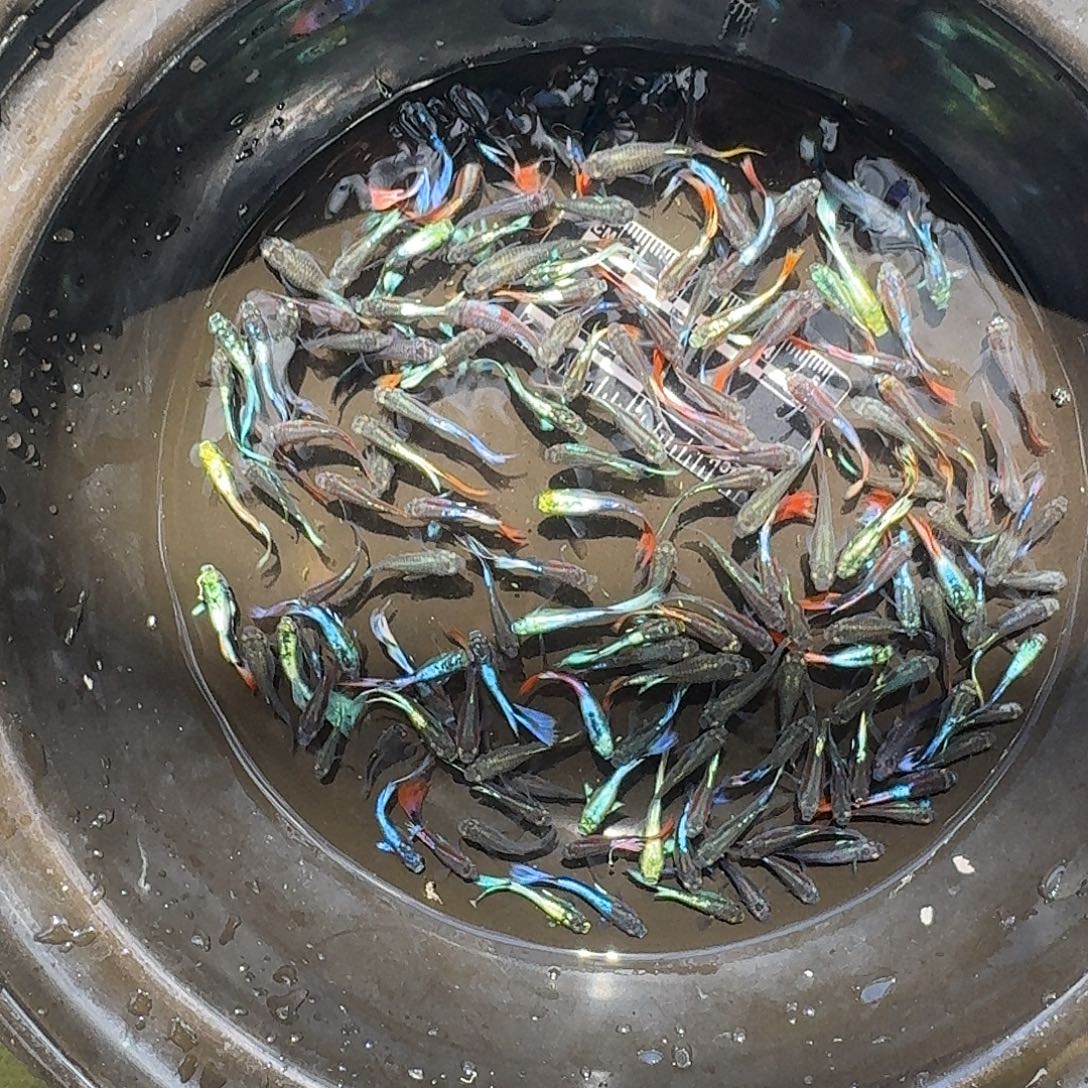 孔雀鱼精品杂袍混搭35条