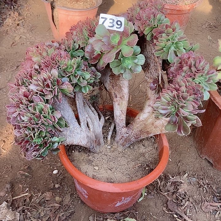 739玫瑰法师缀有断指