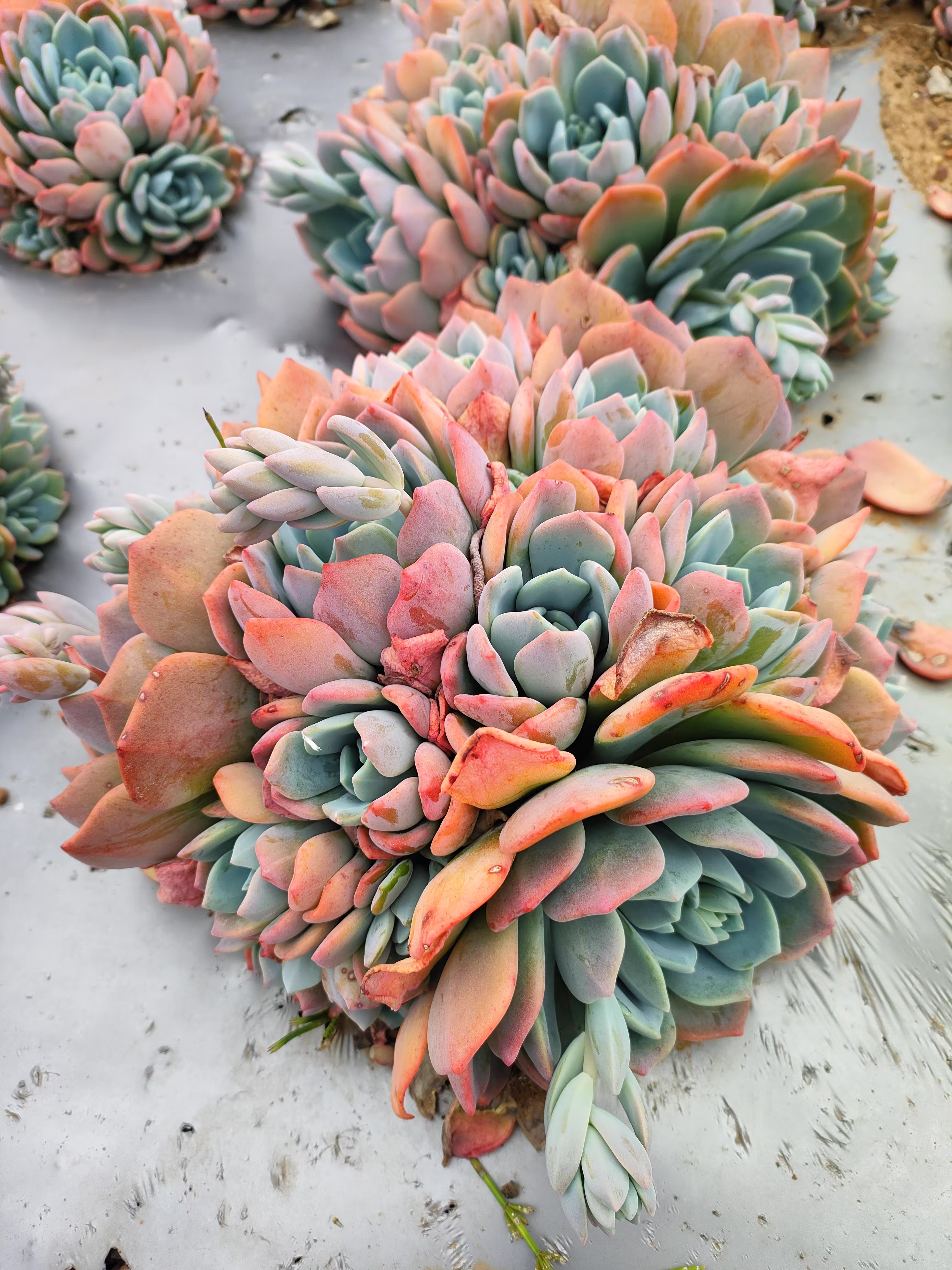 冷橙 新手必拍 好看好养 多肉植物云南发货