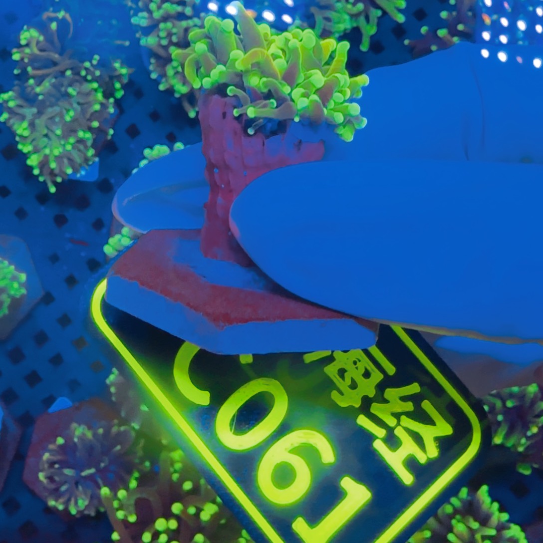 鑫***金纽扣珊瑚晓晓不包邮露骨仙本那霓虹金C061