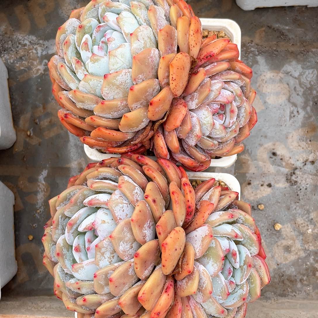 多肉植物多肉植物