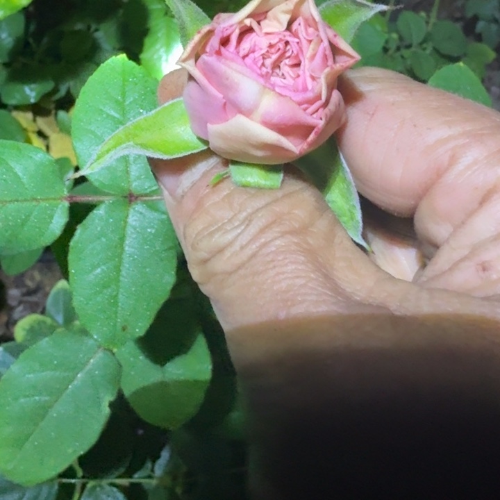 无花朵草莓奶昔裸根