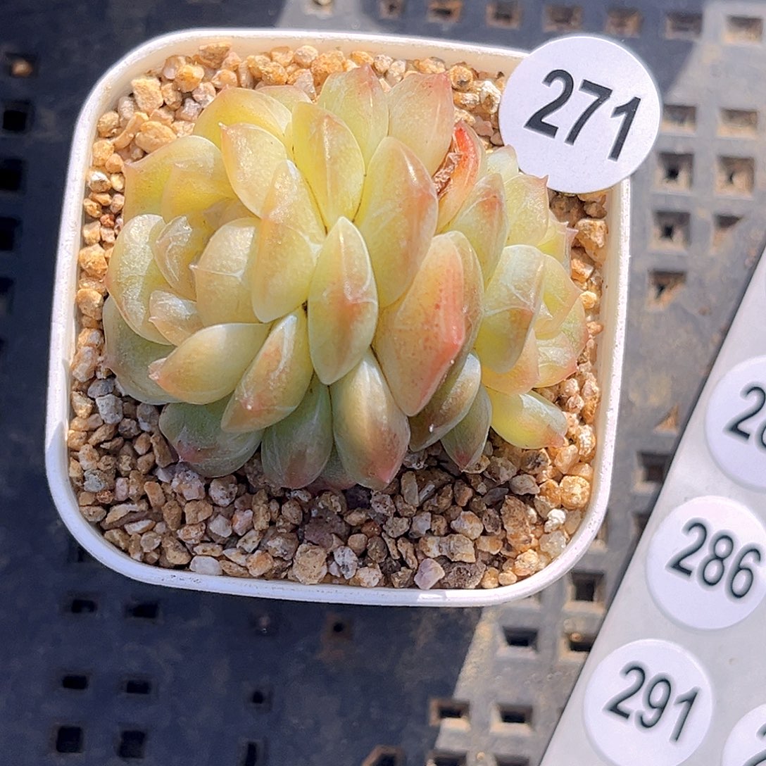 1***1一物一拍无尽灯多肉271