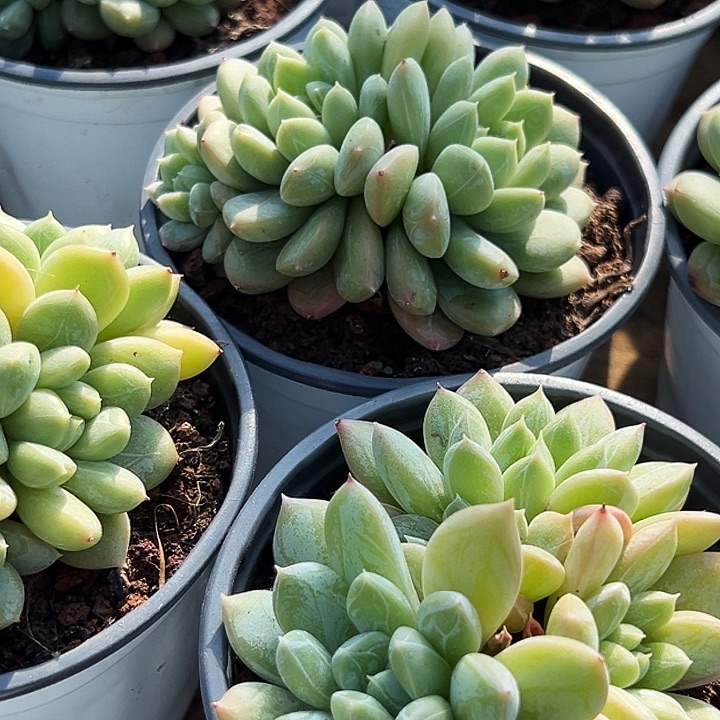 多头            百搭翡翠