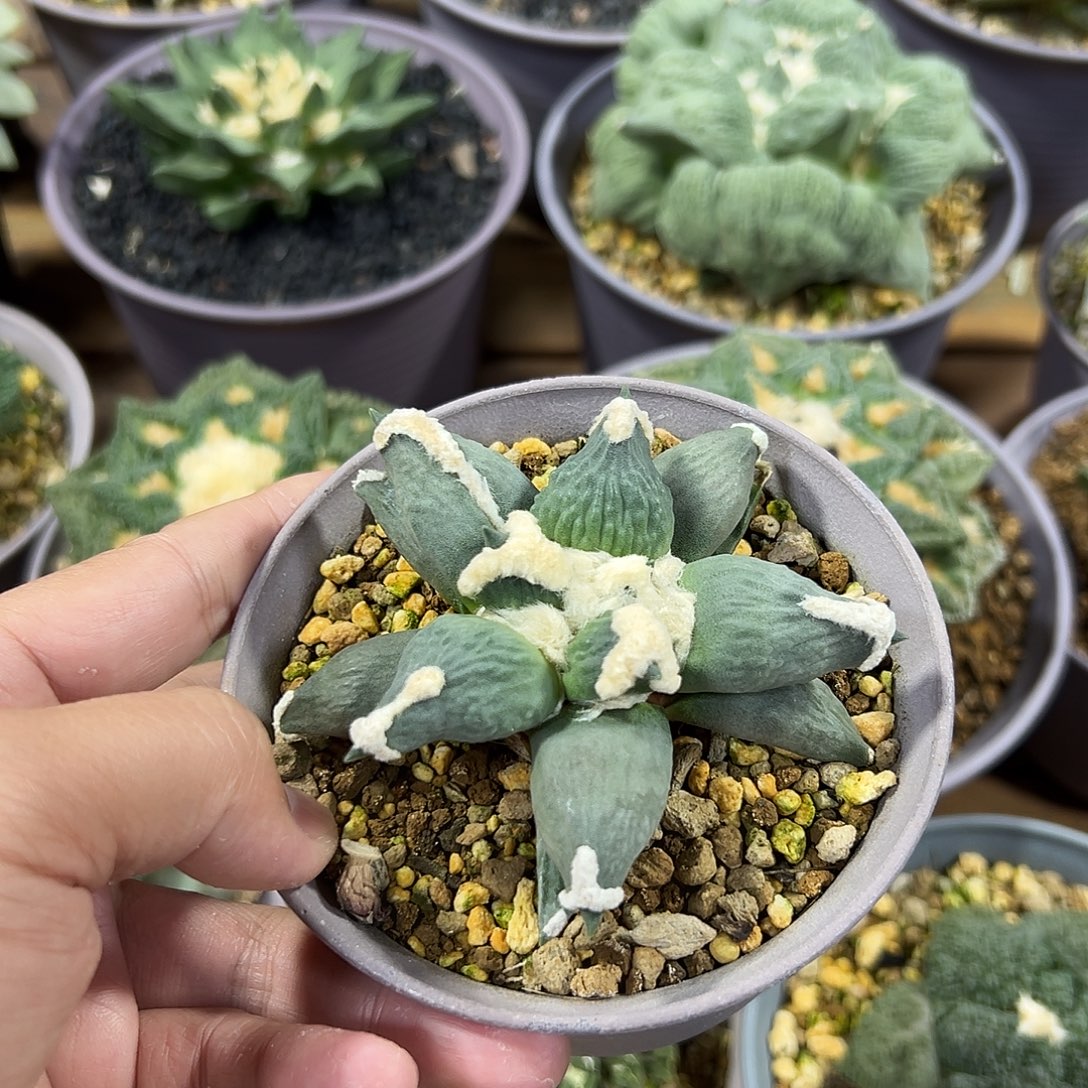 实生小胡子青瓷牡丹