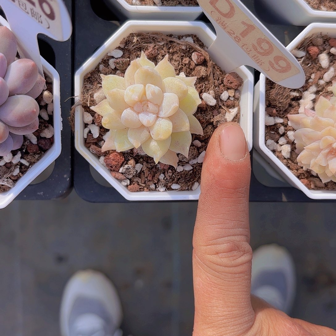 D199水晶裙摆一物一拍