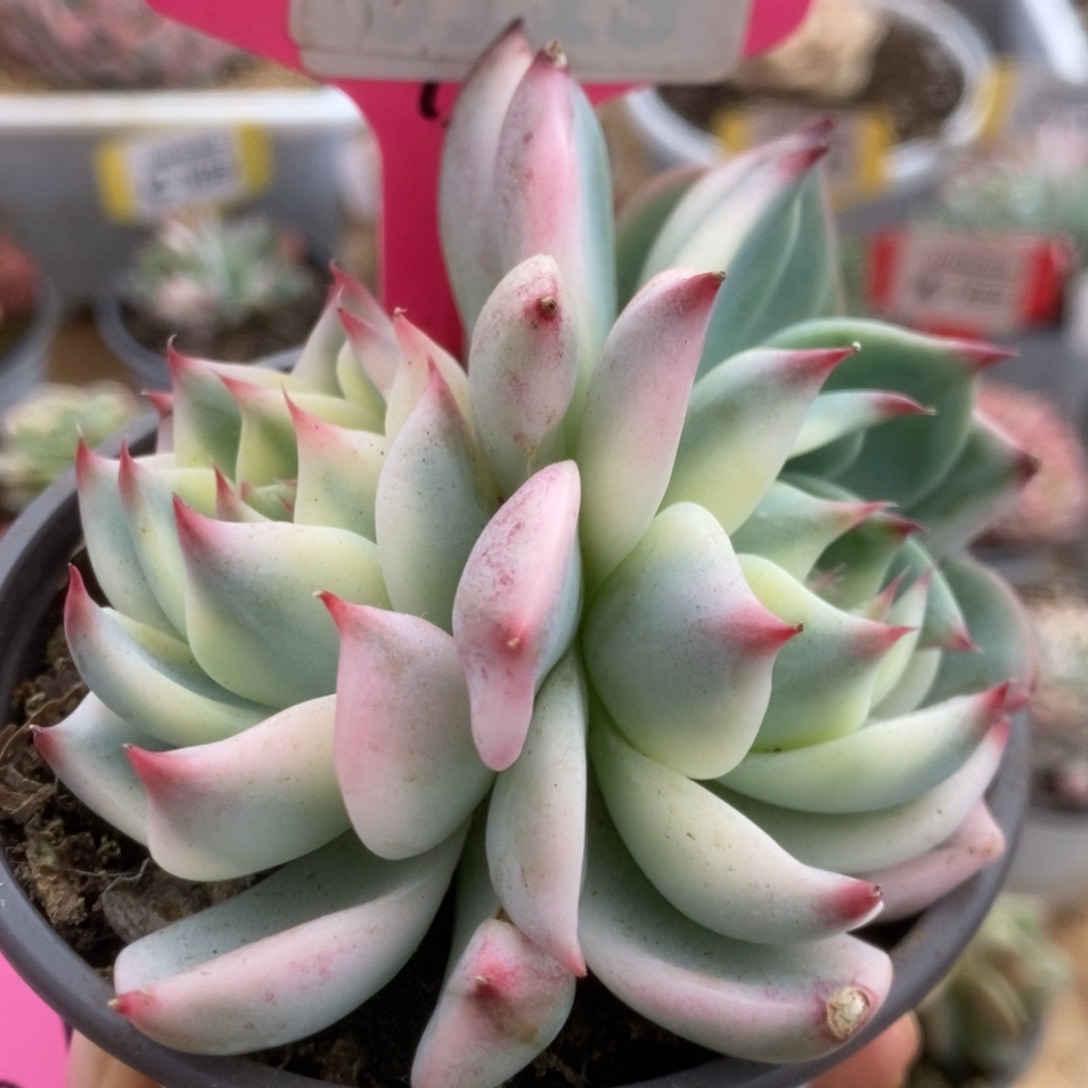 765锦锦锦锦锦锦锦