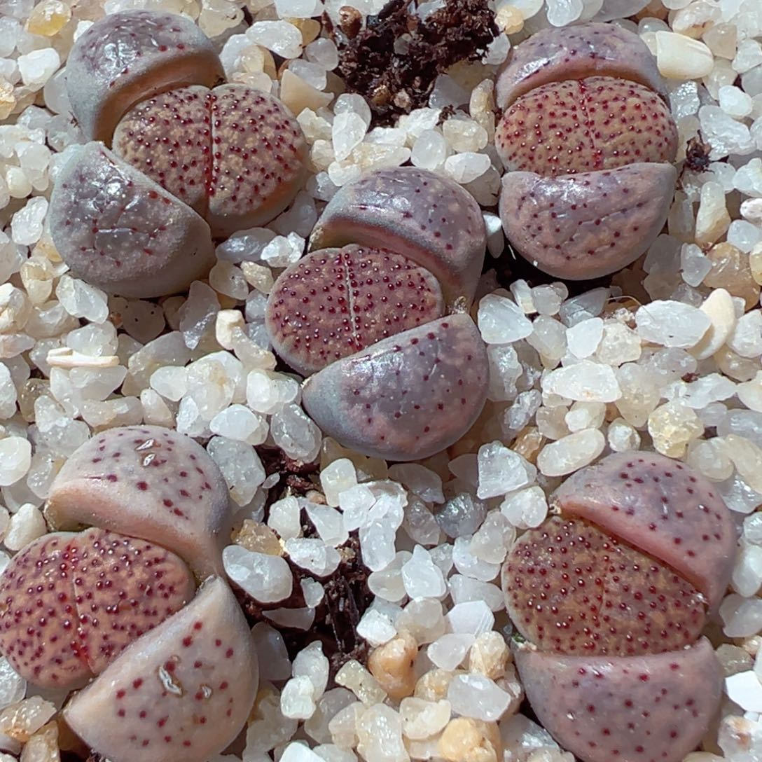 206-347.我是真的喜欢