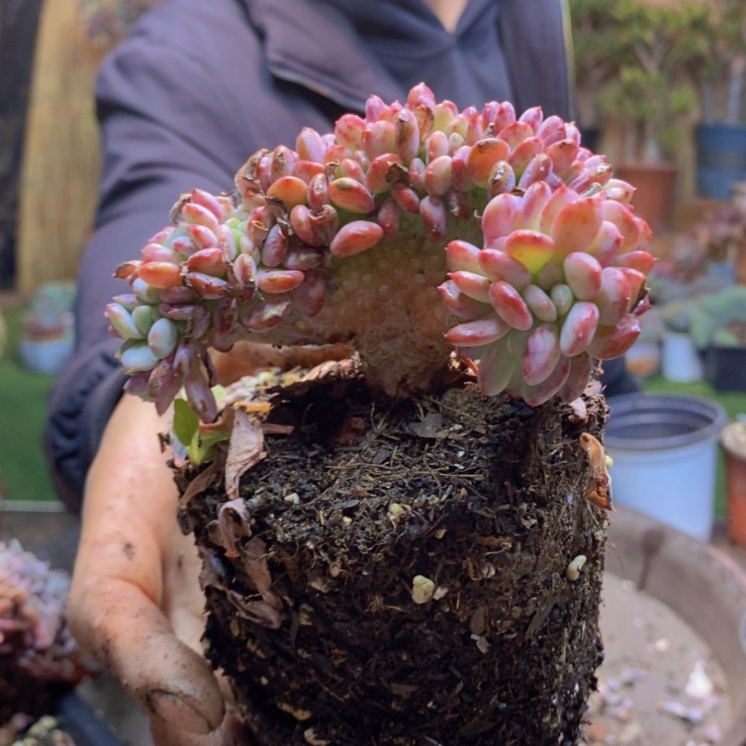 ?*妈81 号玛瑙缀化