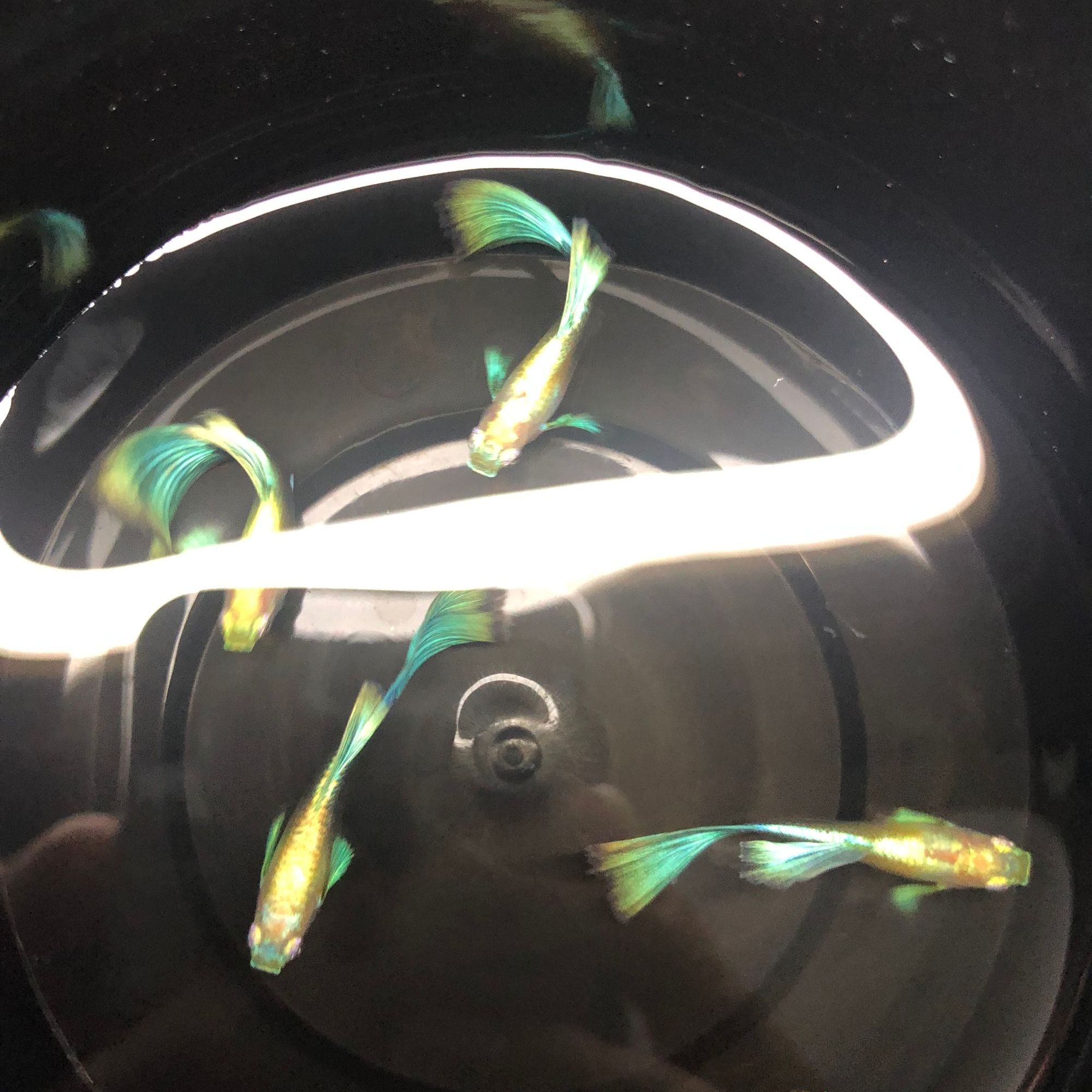 黄化蓝礼服欧翼，精品孔雀鱼