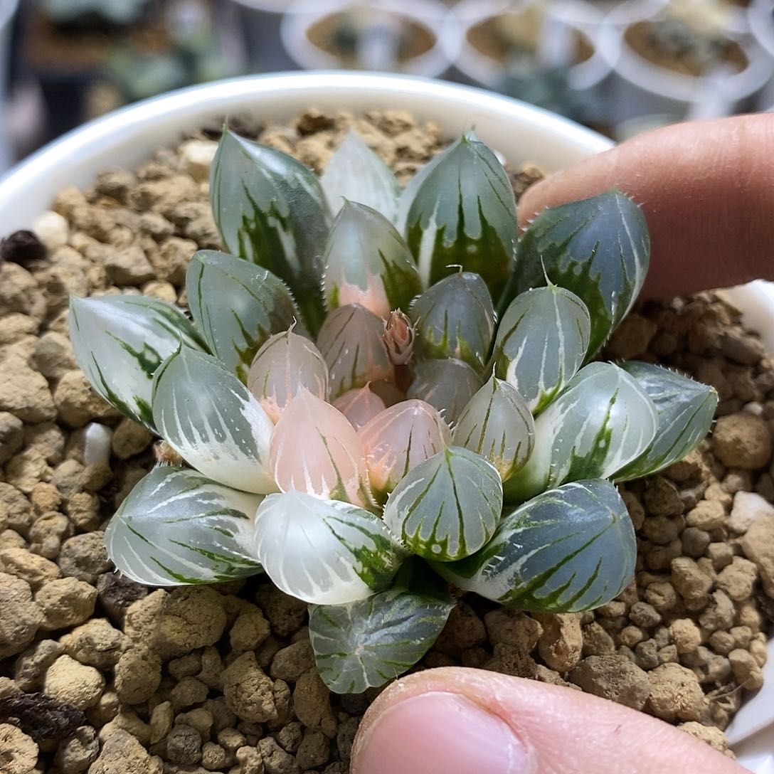 169粉白霓虹灯十二