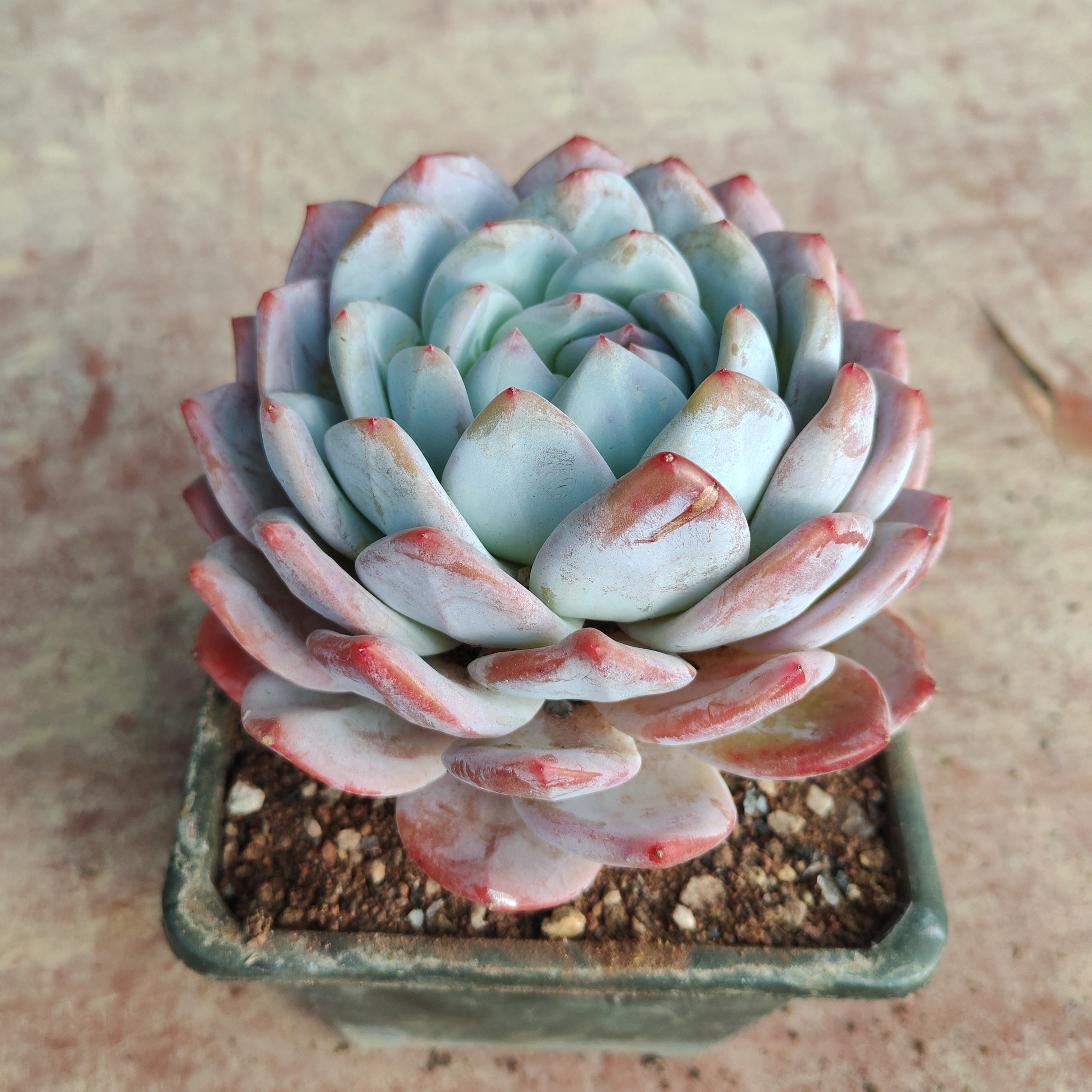 橙梦露多肉植物精控精养韩系肥厚【新疆包邮】