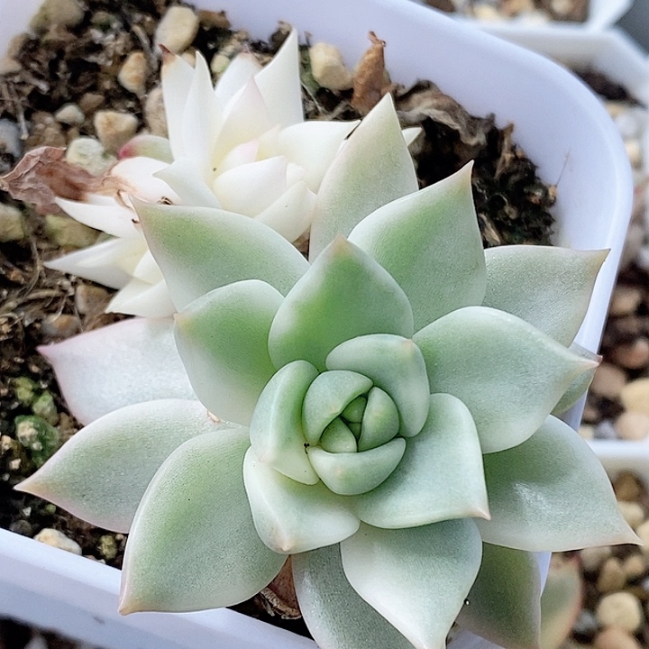 灵魂灵魂一物一拍