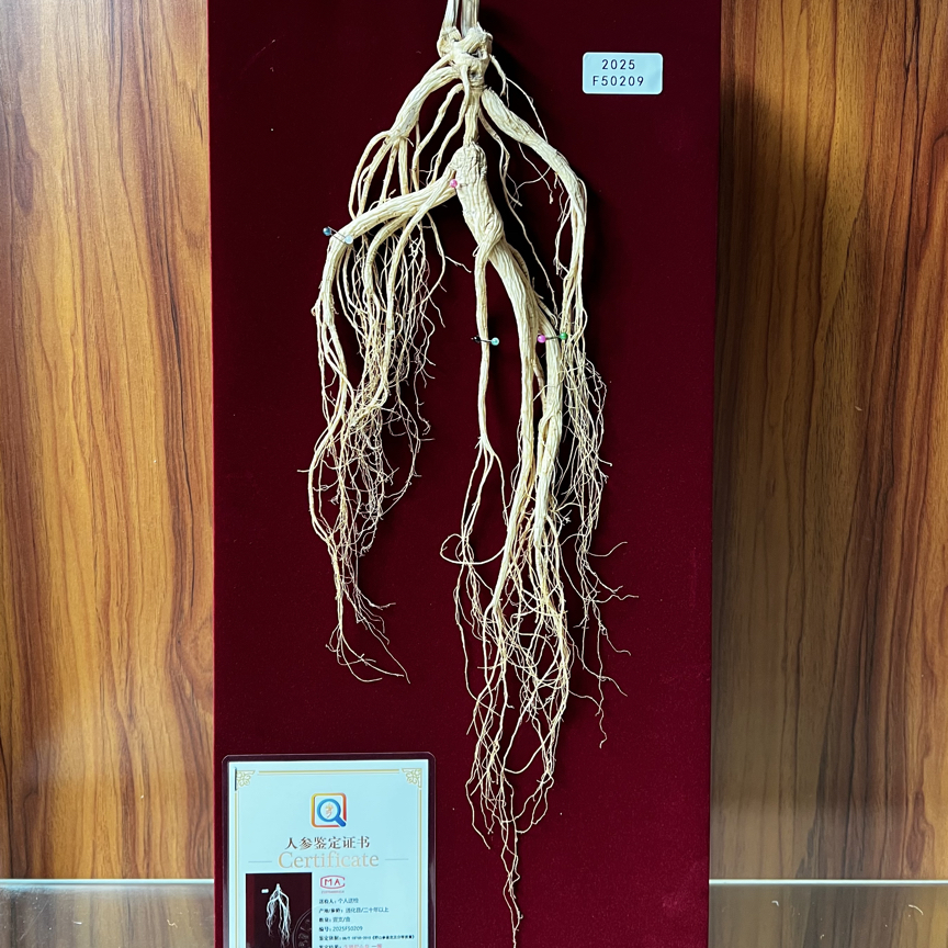 林下山参 人参礼盒 大颗高龄泡酒送礼 直播间看到实物为准