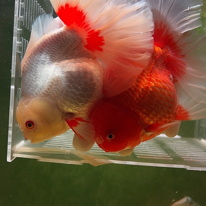 海水鱼百褶泰狮兰寿