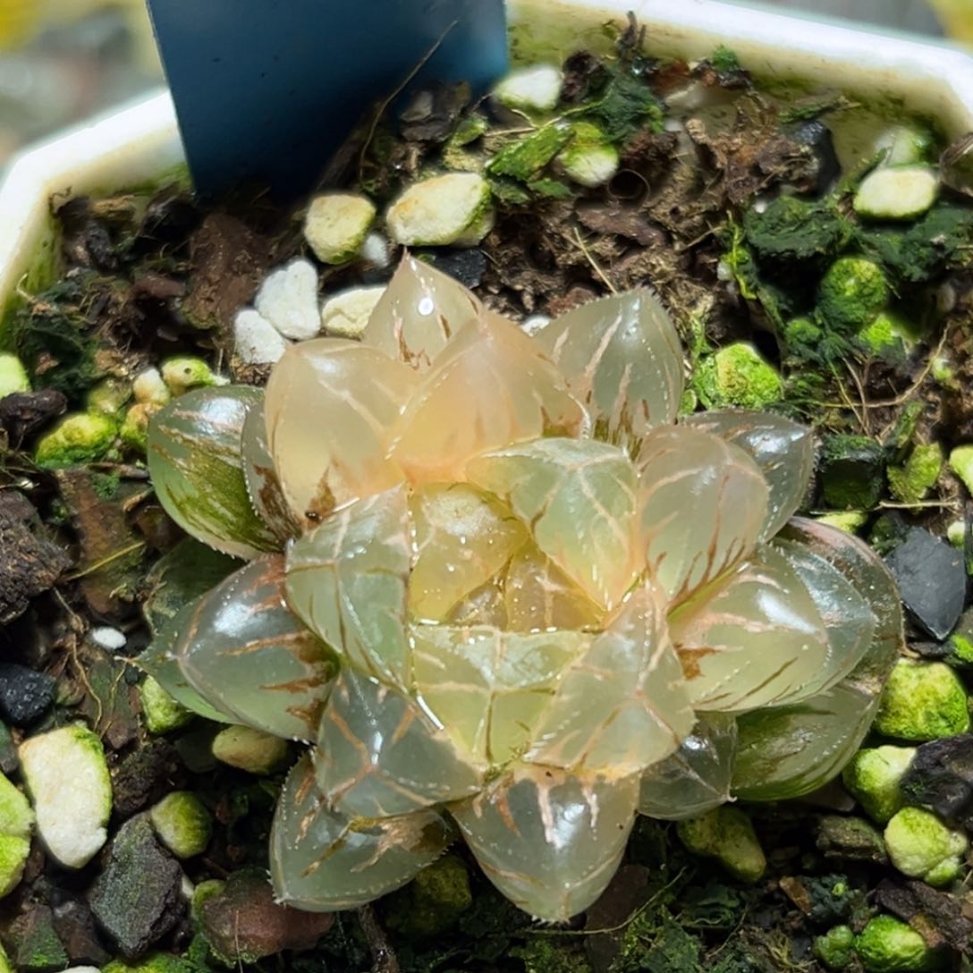 恭喜发财大吉大利0236