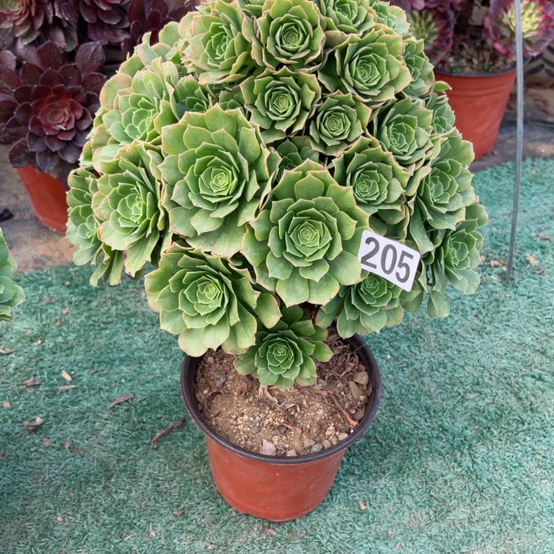 205金秋法师多肉植物