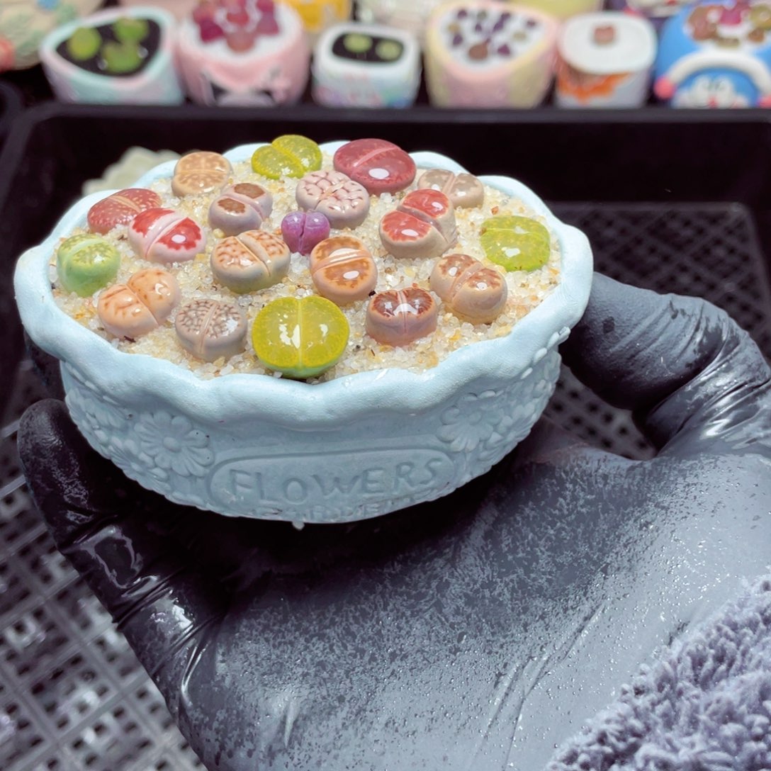 w3936--带盆土发货，零下地区拍保温箱