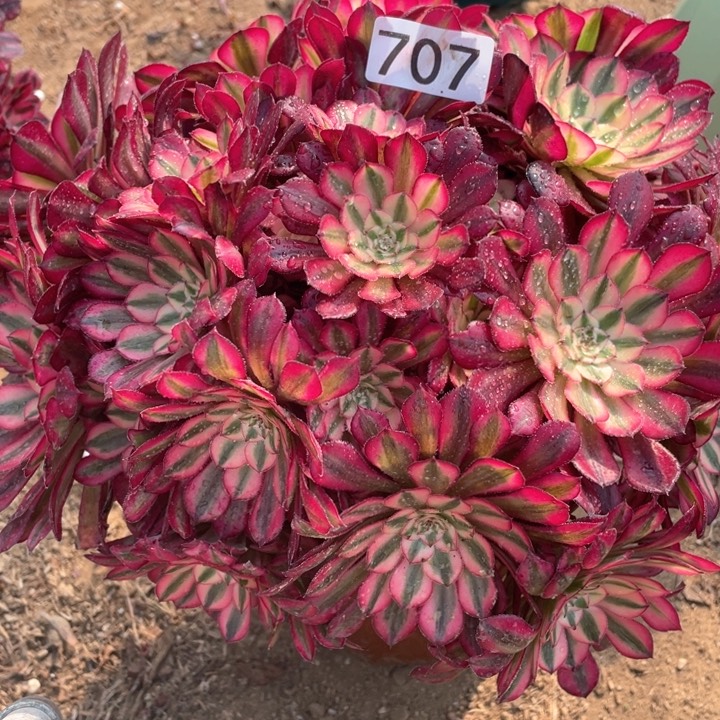 707多肉植物红铜白