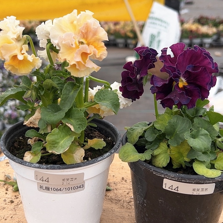 红陶抖音直播闪拍144