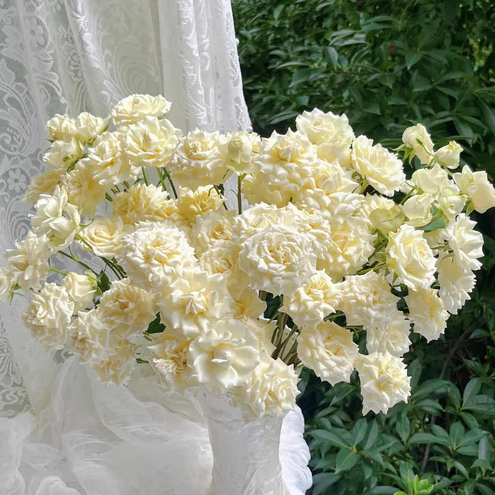 【奶油软糖多头玫瑰】鲜切花束高颜值水培鲜花小众花材云南基地直供