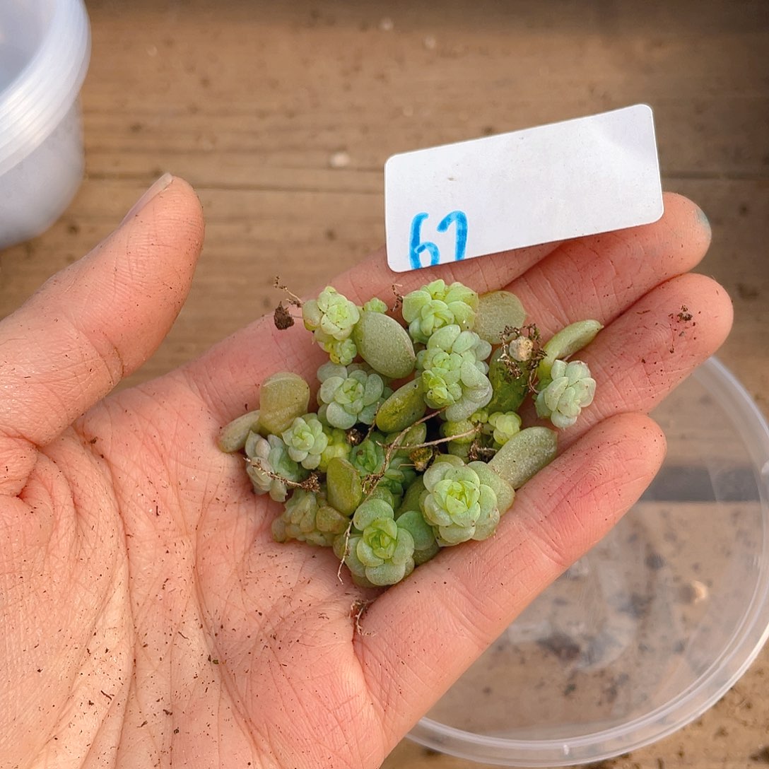 巴***叶多肉植物多肉植物67