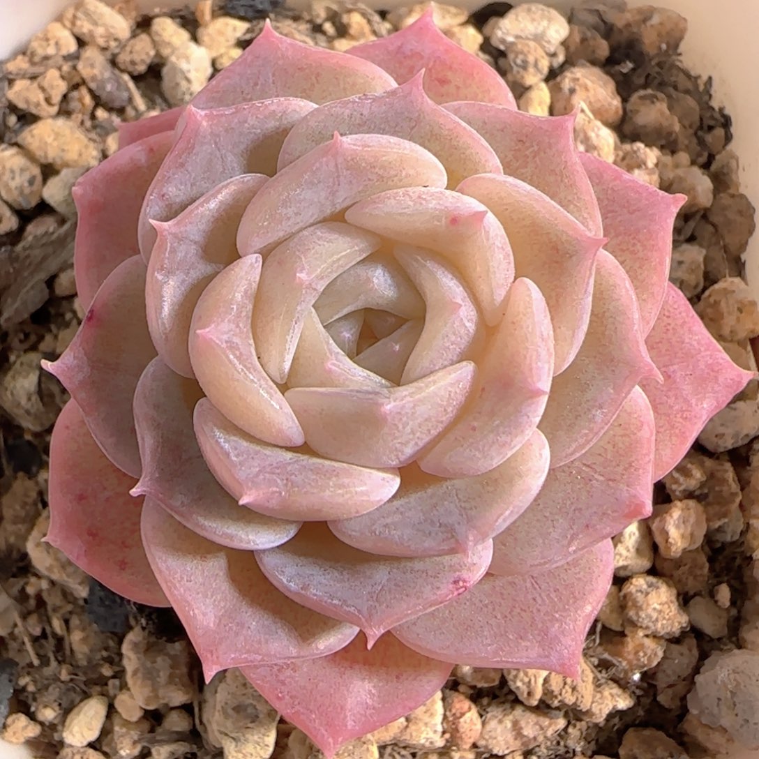 多肉1231-109纯爱纯爱