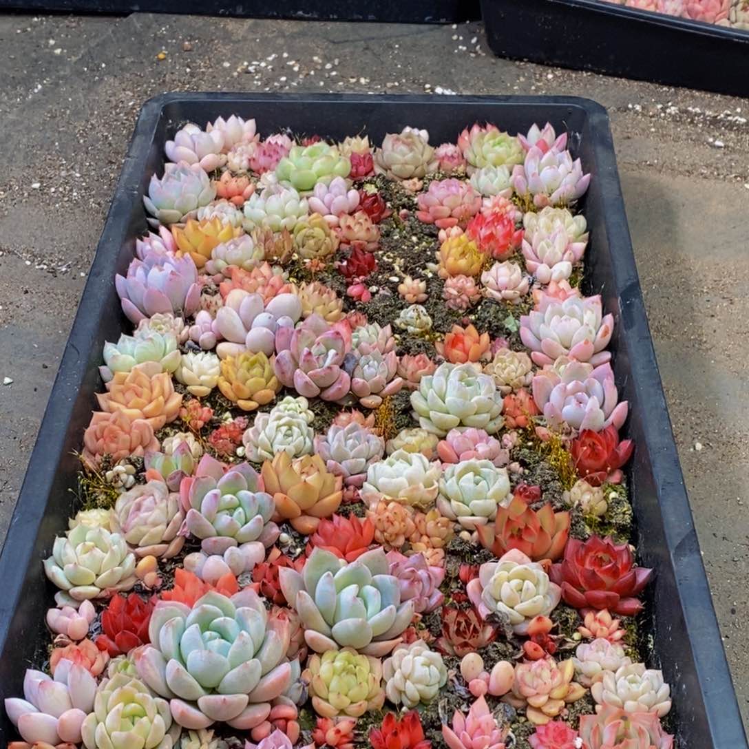 843多肉植物保护研究所所长