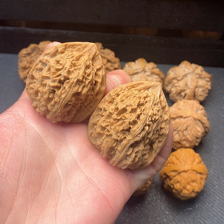 我是一只小小鸟的小猫