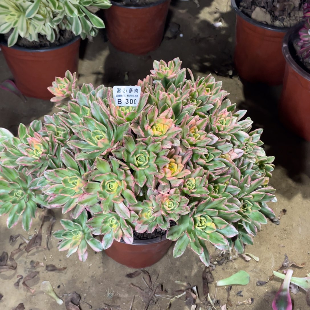 300甜茶多肉法师断枝不包