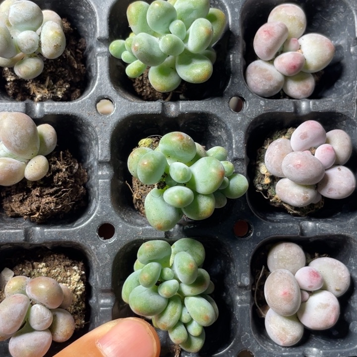 苹果奶5元5颗满18包邮