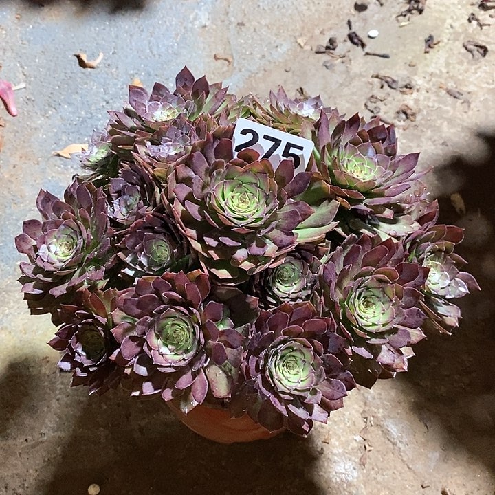 法师植物一物一拍12345678