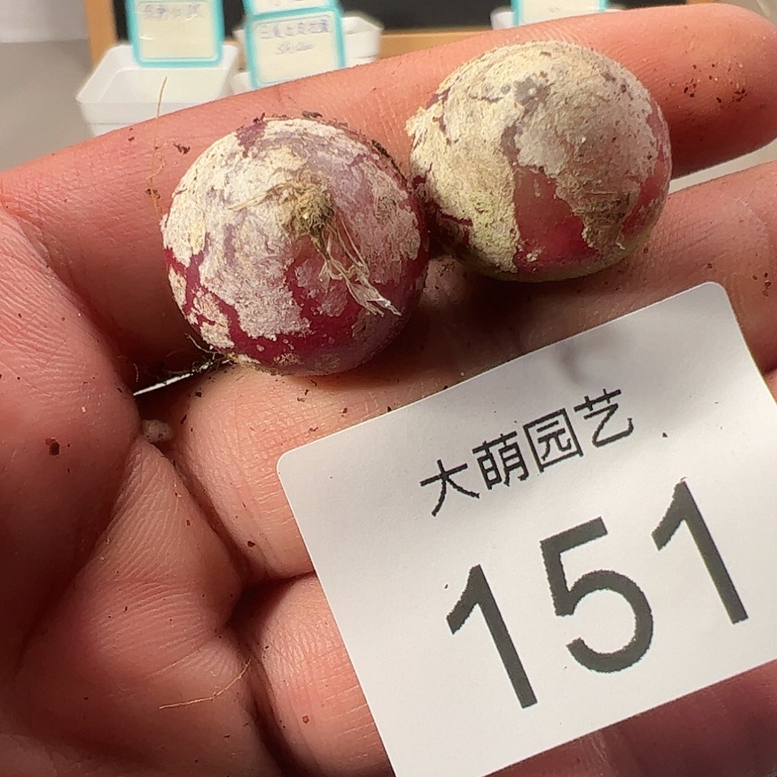 0000151 一物一拍……