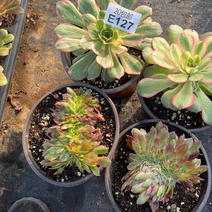 多肉植物127种植物