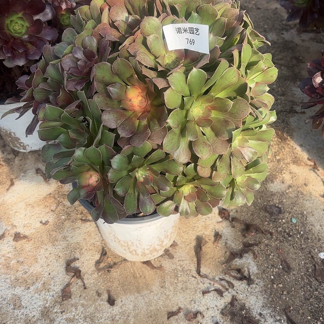 流星雨老庄多肉植物769