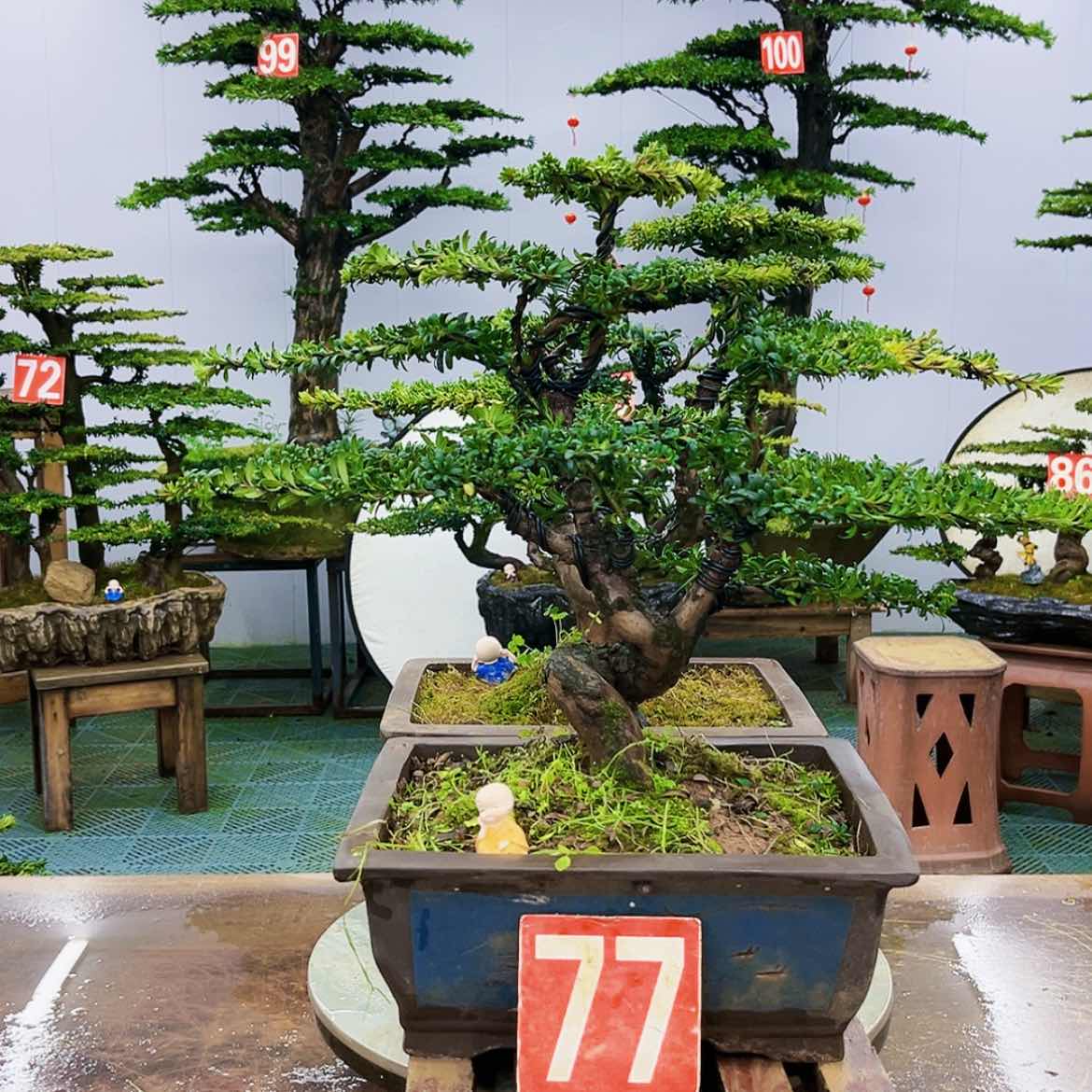 【闪购商品】罗汉松盆景的制作方法