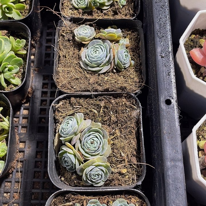 子持莲花带盆土发