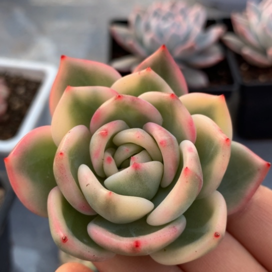 伊丽莎白锦锦上园艺一物一拍