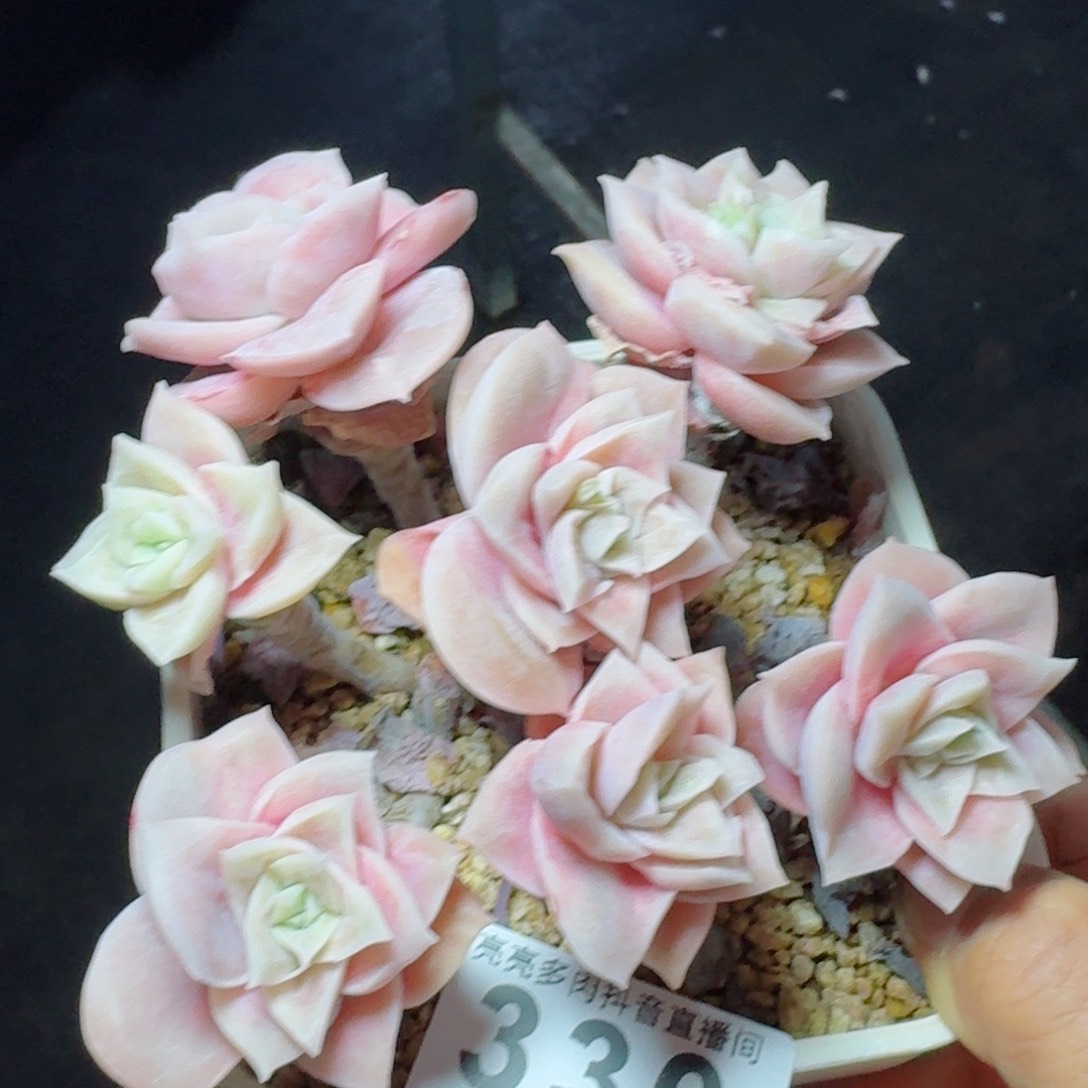 可爱玫瑰群生         多肉植物