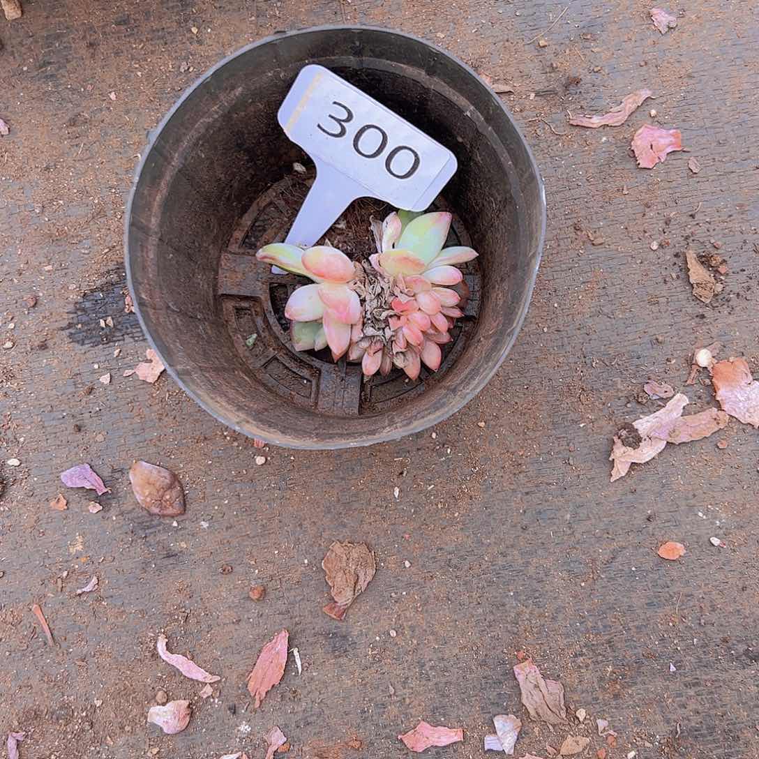 铃****.300泡芙缀15不售后