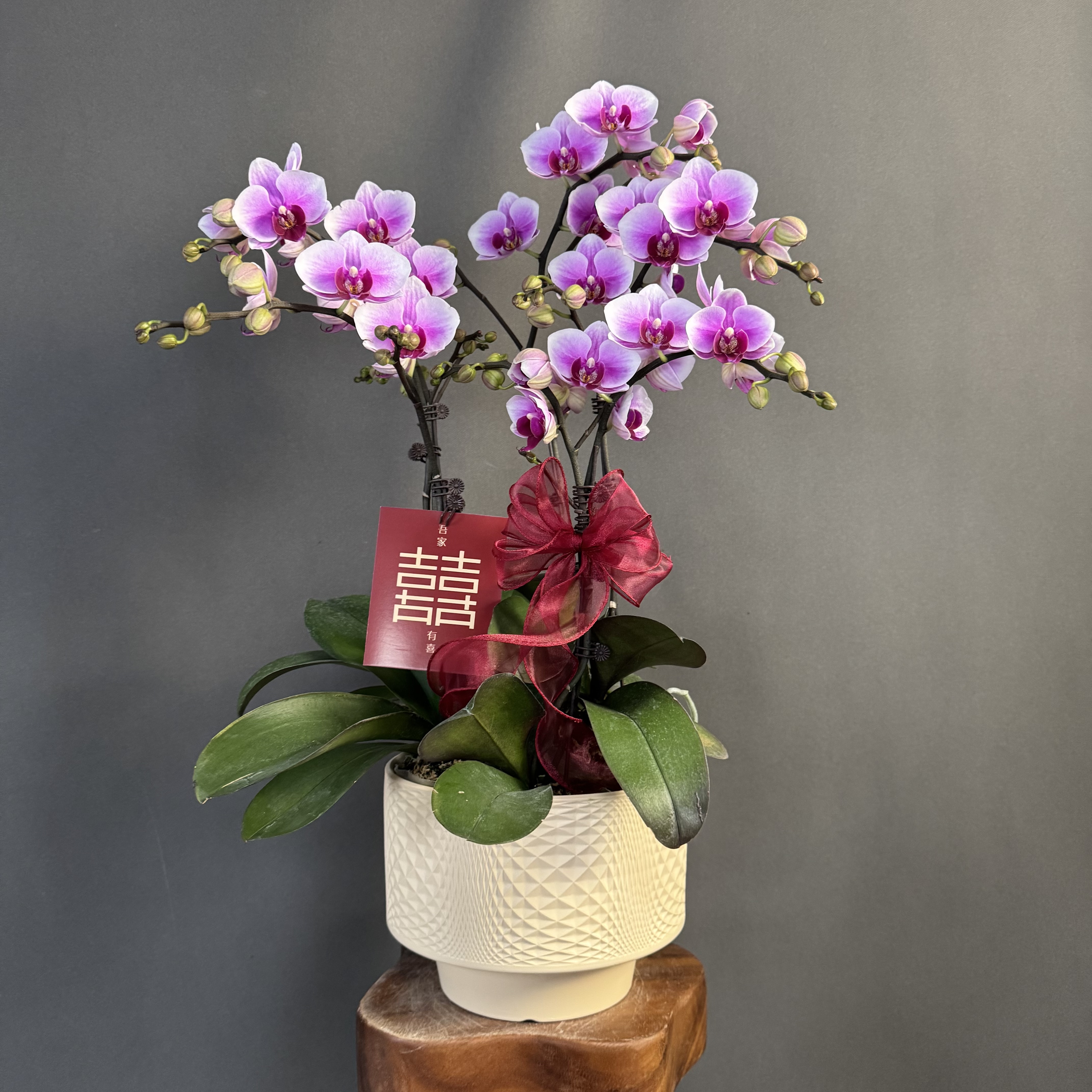 【绝代双骄】欧品 粉紫色花量大花苞多爆花中型蝴蝶兰室内花卉