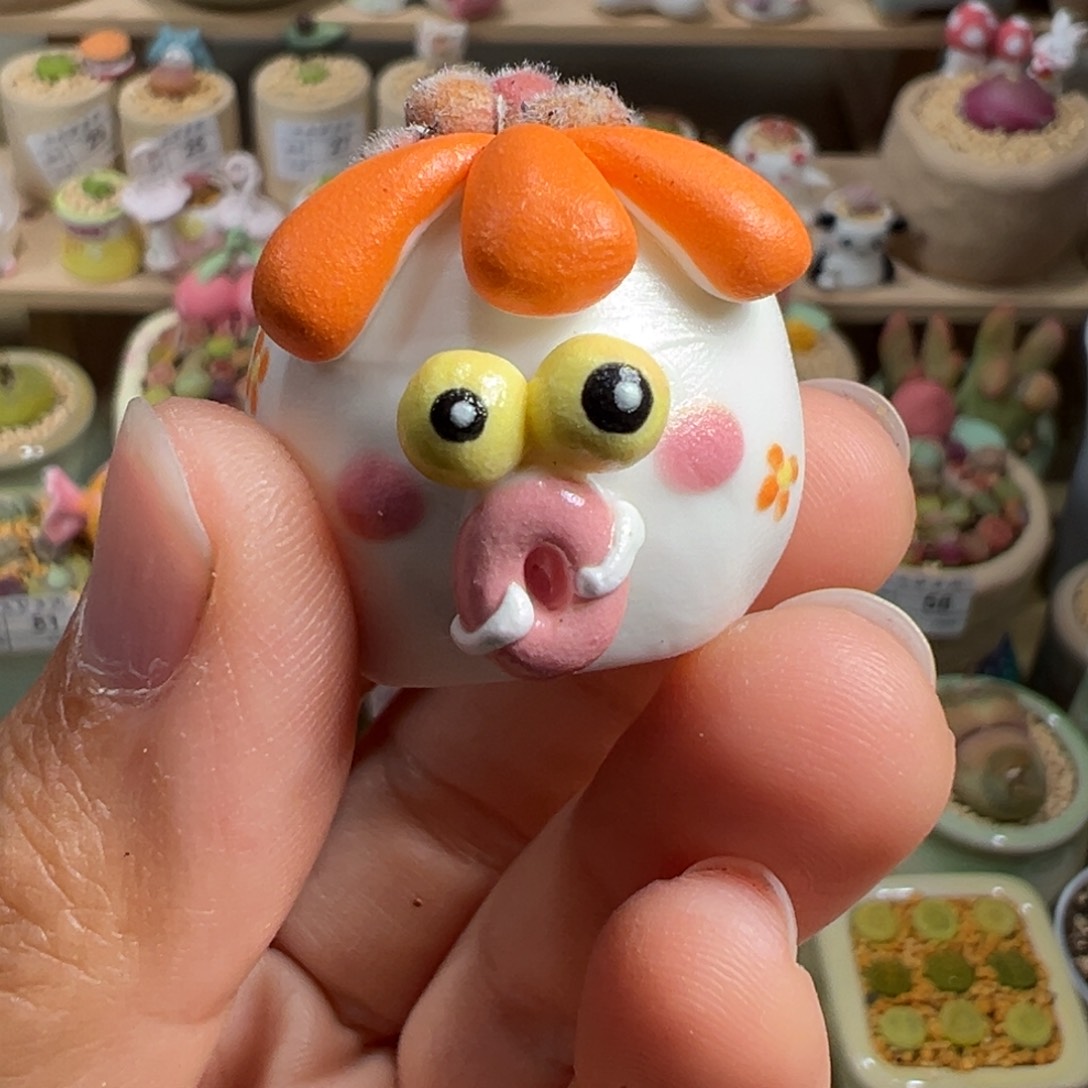 多肉植物114号单独拇指盆