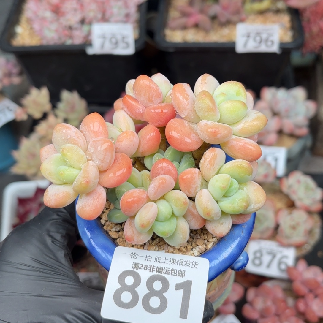 橘子洛神无盆土发货