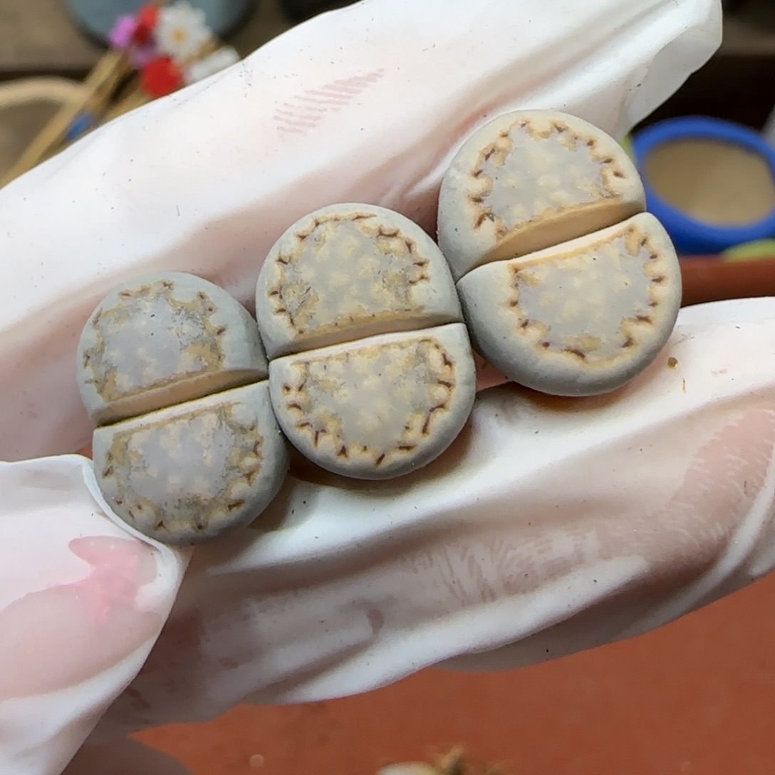 12.23.c216饼干.9036清框福利