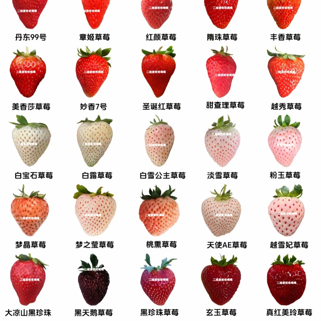 带盆带土真红美玲 黑珍珠 粉玉 天使 淡雪 四季可种植当年结果