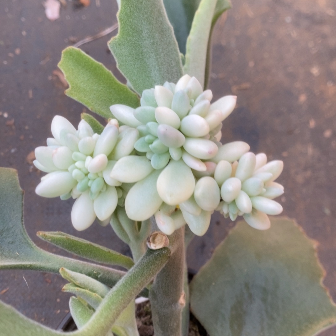 631鱼子酱锦锦锦锦锦