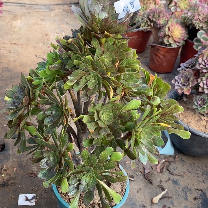 参***悟灰法28多肉植物法师法师法师