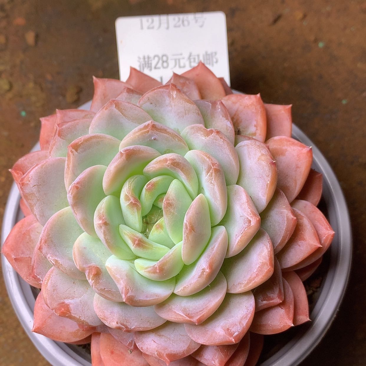 【闪购商品】云191老佛爷8厘米